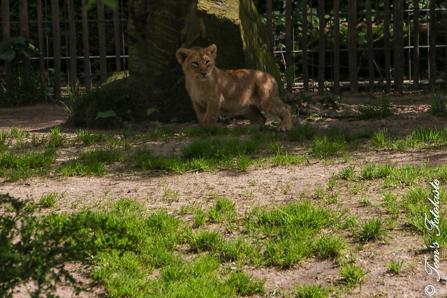 Asiatischer-Löwe (Panthera leo persica) - Mani & Nilay & Laya