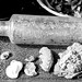 Bottle and fossils