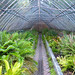 Greenhouse at Malaga Botanic Garden