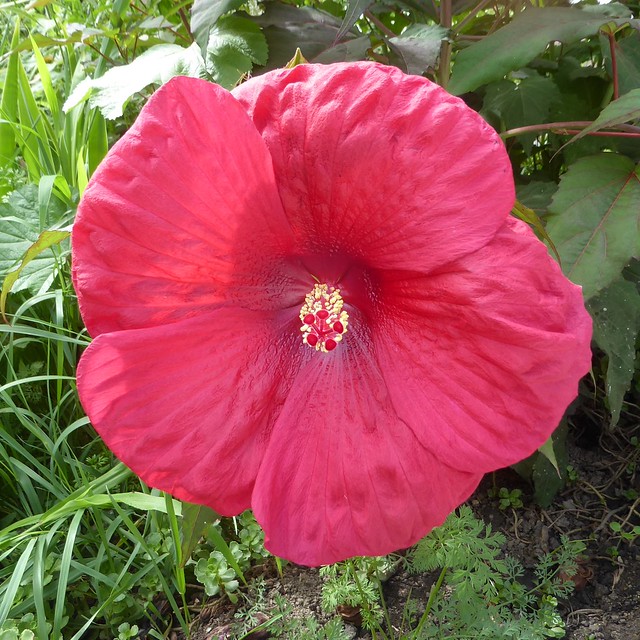 Wheaton, IL, Red Hibiscus Flower