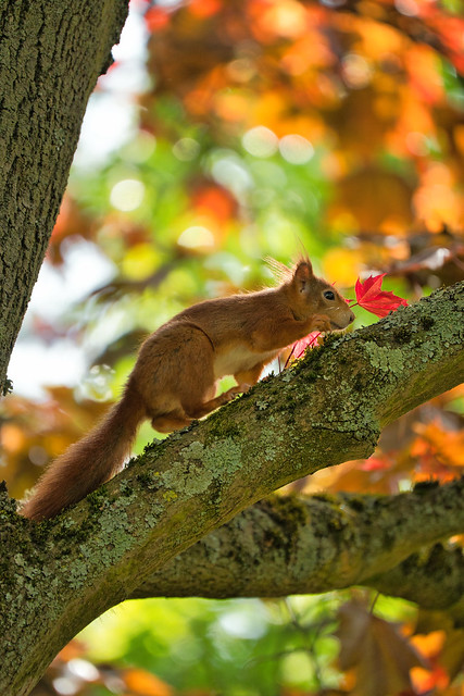 Rotes Eichhörnchen im Ahornbaum