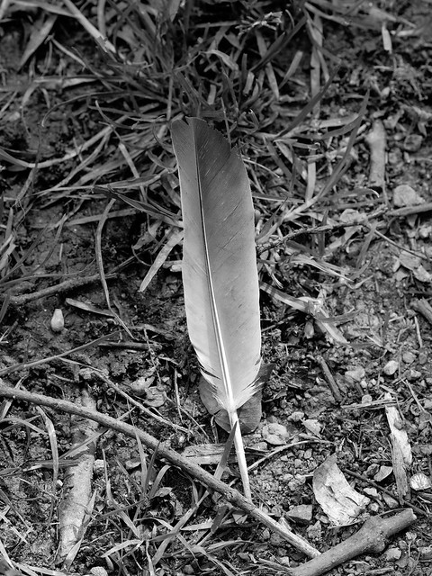 121-366 The Feather