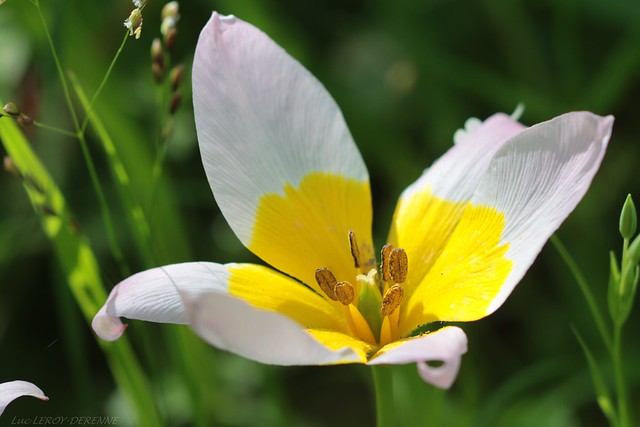 tulipa saxatilis 'Lilac Wonder'