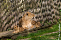 Asiatischer-Lu00f6we (Panthera leo persica) - Mani & Nilay & Laya