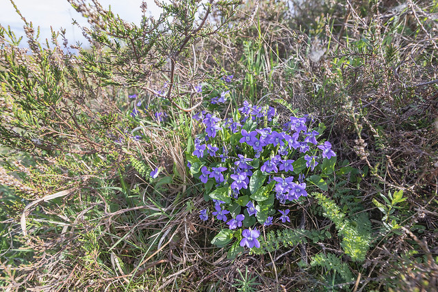 Viola canina; Violaceae (1)