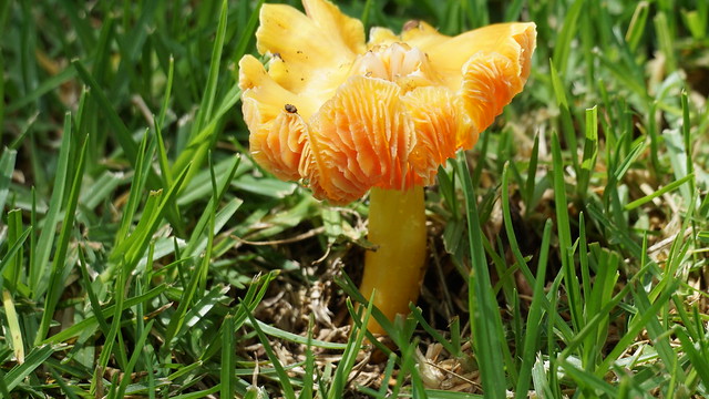 Yellow stem orange mushroom - Naivasha - Kenya