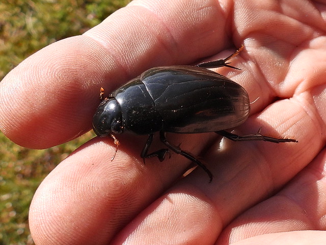 Black-bellied Diving Beetle F 30.4.24