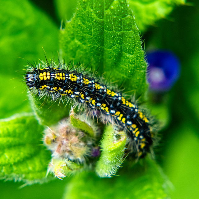 Growing fast: scarlet tiger moth caterpillar