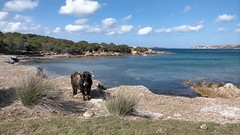 Sardegna, un toro al mare, spiaggia Maurizio Vitale sull'isola di Culuccia