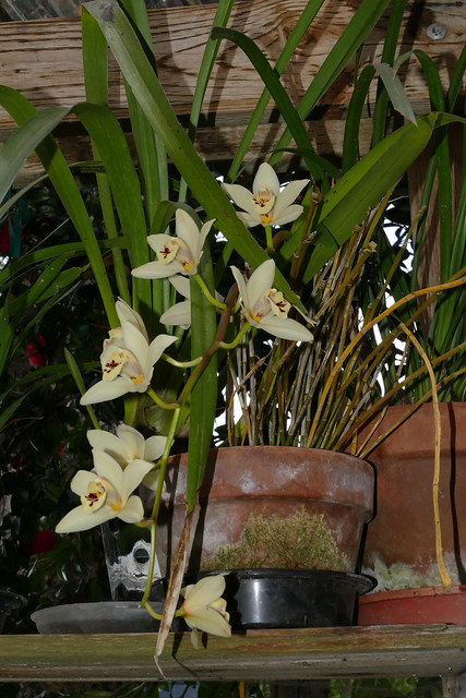 Cymbidium Memoria Andy Warhol hybrid orchid 4-24