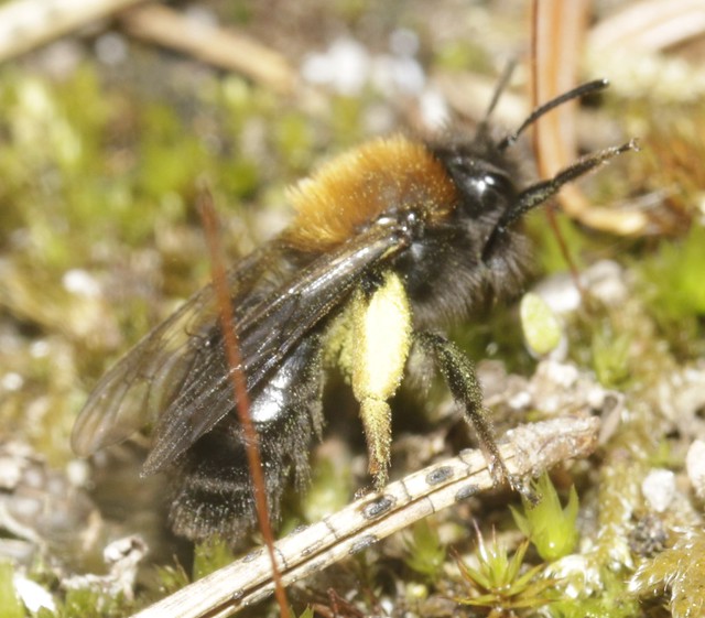 cf  female Clark's Mining Bee Andrena clarkella andrenidae