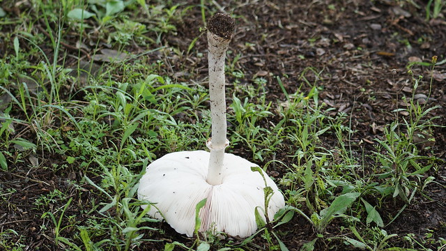 Leucoagaricus leucothites – Mushroom - Naivasha - Kenya