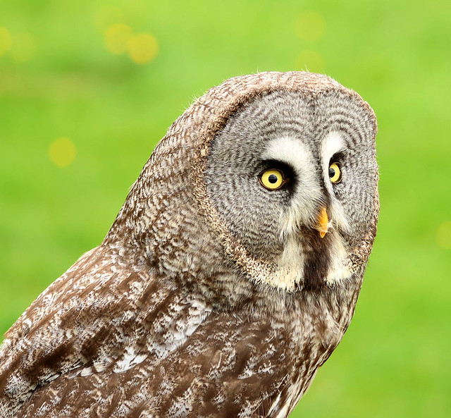 Great Grey Owl...