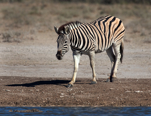 Burchells Zebra at Khama