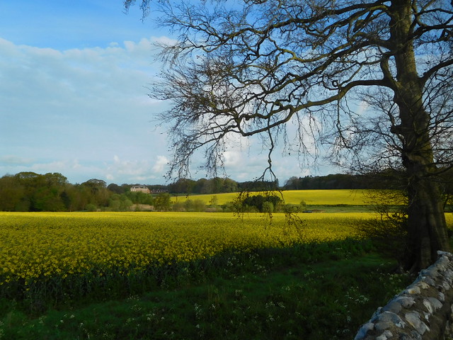 Rapeseed field, as seen from St Bartholomew's Church, Hanworth