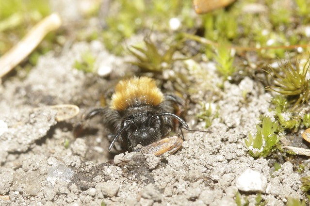 cf female Clark's Mining Bee Andrena clarkella andrenidae
