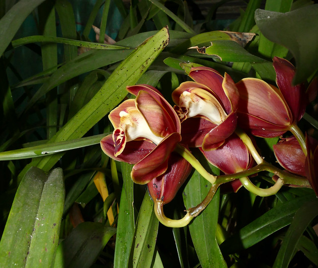Cymbidium Valley of Death 'Gypsy Wallacia 'Burnt Gold' 4n hybrid orchid 4-24