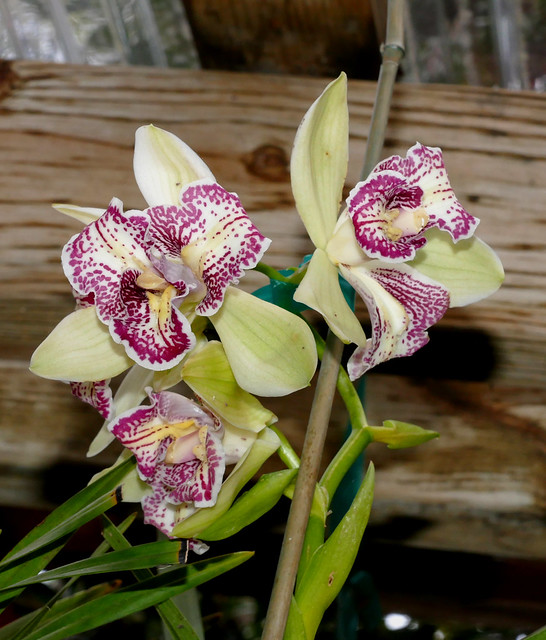 Cymbidium Isle Flamingo 'Tri-lip' peloric hybrid orchid 4-24