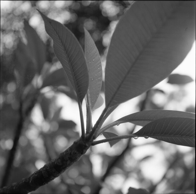 frangipani new leaves