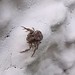 Spinne (alle) (Araneae indet.) (3)