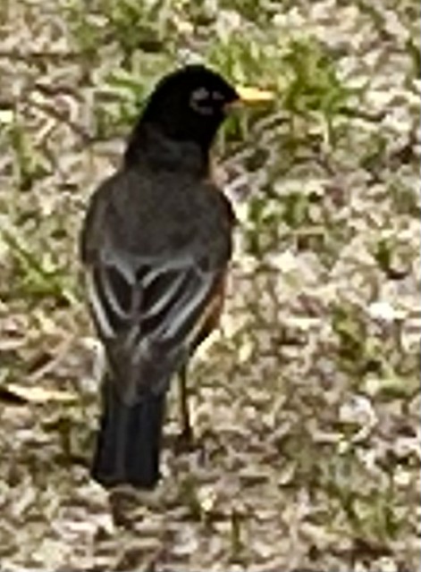 Black Crow - Photo Taken by STEVEN CHATEAUNEUF On May 1, 2024 - After The Photo Was Taken I Zoomed In On My Phone And Then I Cropped It