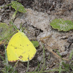 Little Yellow (Pyrisitia lisa) Lake Monroe Conservation Area, Volusia County, FL, April 2024.