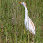 Cattle Egret (Bubulcus ibis) Lake Monroe Conservation Area, Volusia County, FL, April 2024.