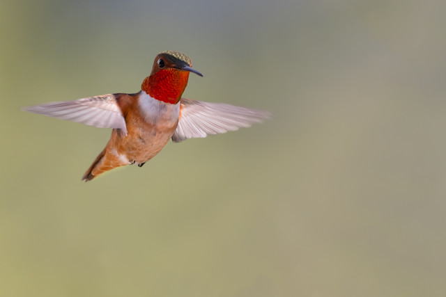 Male Selasphorus Hummingbird in flight