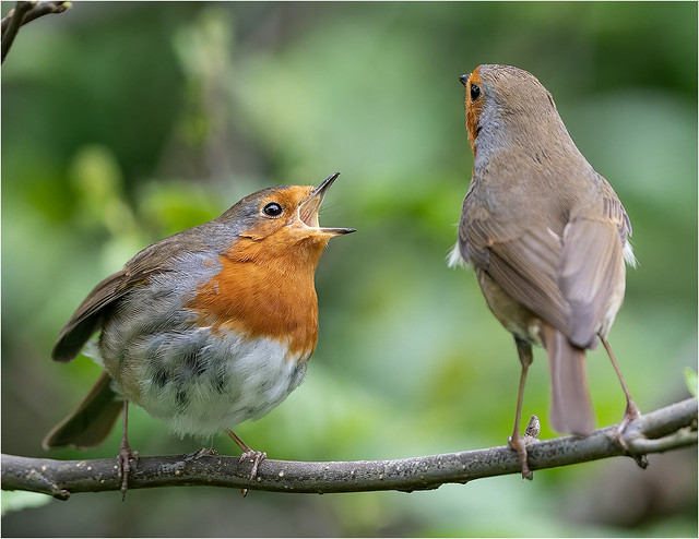 Robin with a chick