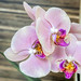 Desktop Orchid's