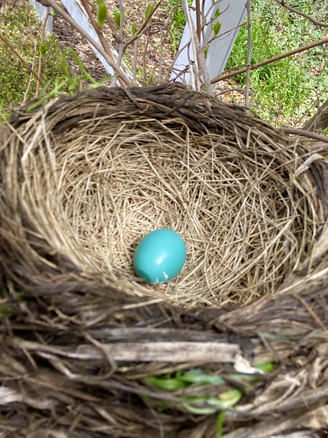 A robin's nest
