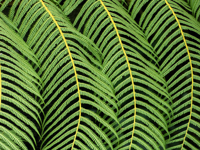 Magnificent leaves of the tree fern Cyathe
