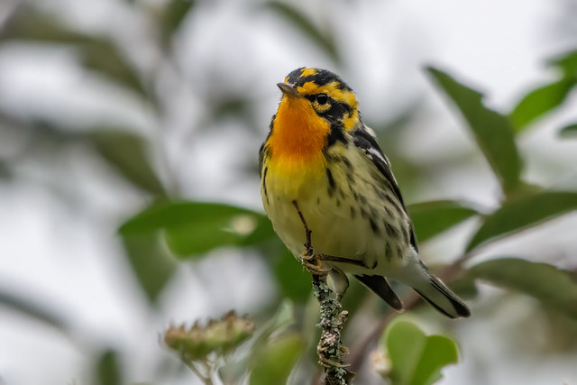 Blackburnian Warbler in Colombia