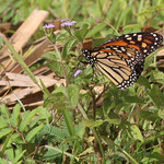 Monarch (Danaus plexippus) Lake Monroe Conservation Area, Volusia County, FL, April 2024.