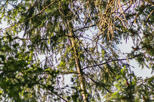 Tree View 2019 06 08 01 Stansberry Lake, Washington 2019