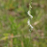 Spring Ladiestresses (Spiranthes vernalis) Lake Monroe Conservation Area, Volusia County, FL, April 2024.