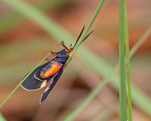 Black-winged Dahana Moth (Dahana atripennis) Lake Monroe Conservation Area, Volusia County, FL, April 2024.
