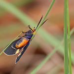 Black-winged Dahana Moth (Dahana atripennis) Lake Monroe Conservation Area, Volusia County, FL, April 2024.