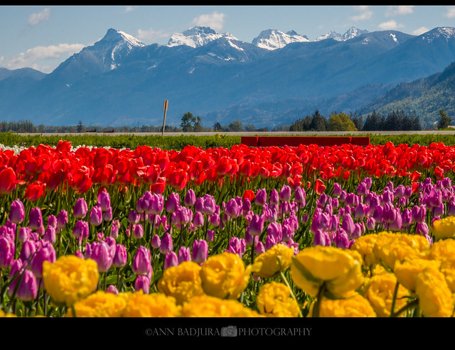 Tulips and mountains
