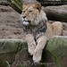 			<p><a href="https://www.flickr.com/people/tom_van_deuren/">MrTDiddy</a> posted a photo:</p>
	
<p><a href="https://www.flickr.com/photos/tom_van_deuren/53693064852/" title="Afrikaanse leeuw - Panthera leo leo - African Lion"><img src="https://live.staticflickr.com/65535/53693064852_b562a75f38_m.jpg" width="240" height="160" alt="Afrikaanse leeuw - Panthera leo leo - African Lion" /></a></p>

<p>@ ZOO Antwerpen</p>
