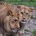 			<p><a href="https://www.flickr.com/people/tom_van_deuren/">MrTDiddy</a> posted a photo:</p>
	
<p><a href="https://www.flickr.com/photos/tom_van_deuren/53693065177/" title="Afrikaanse leeuw - Panthera leo leo - African Lion"><img src="https://live.staticflickr.com/65535/53693065177_0d773e7764_m.jpg" width="240" height="160" alt="Afrikaanse leeuw - Panthera leo leo - African Lion" /></a></p>

<p>@ ZOO Antwerpen</p>
