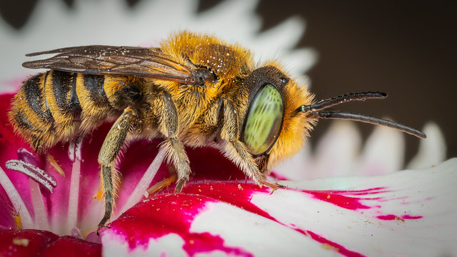 Leafcutter Bee In My Garden 6-9-22