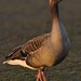 Just a greylag in the golden hour