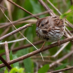 2024-05-01 Maccallum Wildlife Managment Area (103) May 1, 2024 - MassWoldlife&#039;s Wayne F. Maccallum Wildlife Management Area, Westborough, Massachusetts. Song sparrow