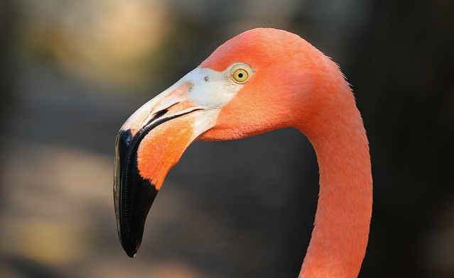 American Flamingo - Phoenicopterus ruber) (3) F