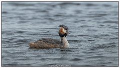 Great Crested- Grebe