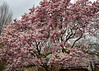 Magnolia tree at Toronto Necropolis (1)