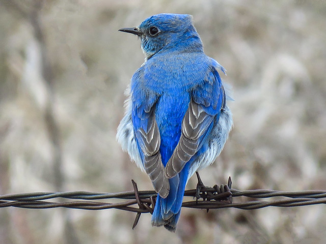 Mountain Bluebird / Sialia currucoides, male, on a windy day