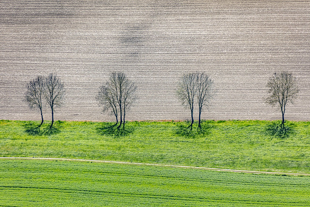 Trees In A Row - 118