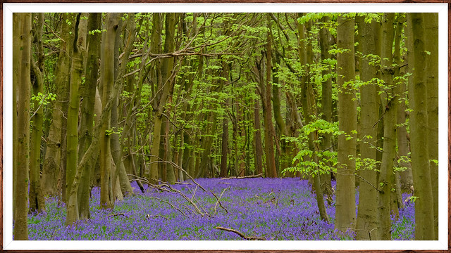Bluebell Carpet Kent's Ancient Woodland